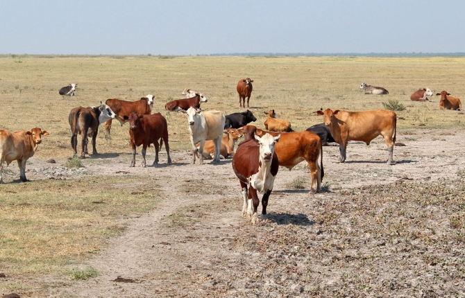 Estrategias para preservar la preñez del ganado durante el fenómeno de El Niño.