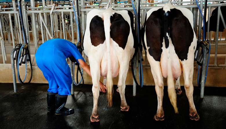 Conozca este método para calificar la higiene de las vacas lecheras